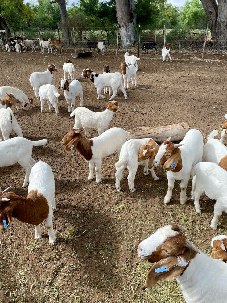 Goat farms